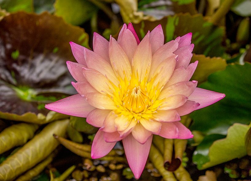 lotus by Karl-Heinz Lüpke