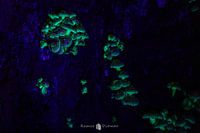 leuchtende Champignons