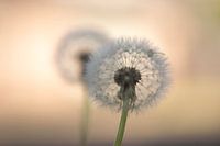 Juste nous deux ( Deux semis au lever du soleil)