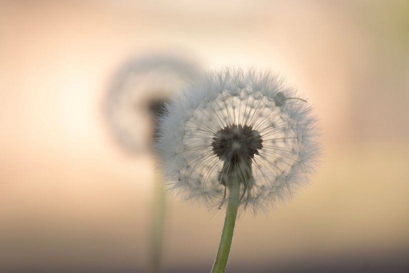 Just de two of us ( Twee zaadpluizen bij zonsopkomst) van Birgitte Bergman