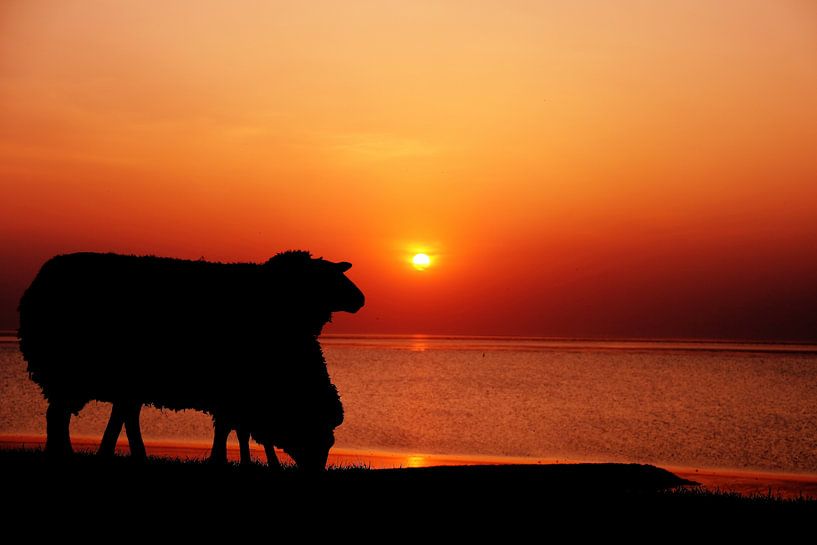 Sheep sunset by Jeen Arendz