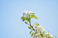 White blossom tree, pear tree, spring, springtime