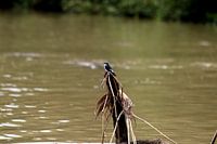 Hirondelle de palétuvier