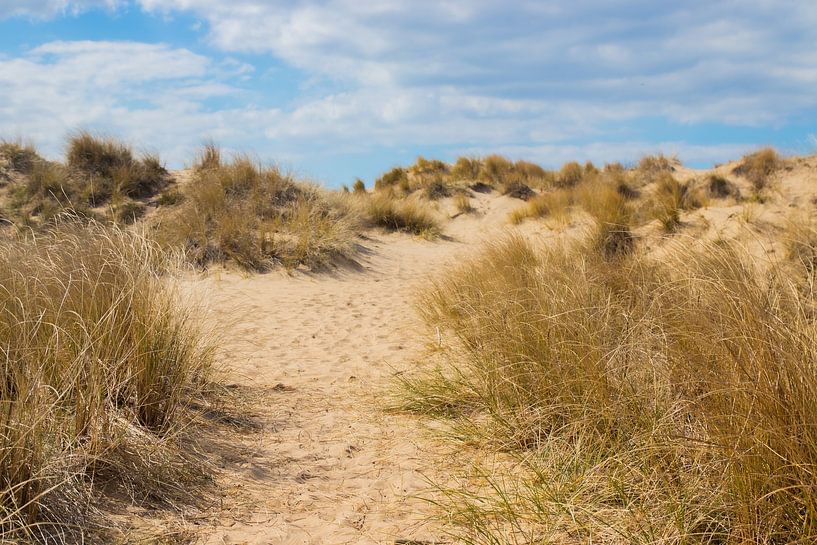 Paysage de dunes, Kennemerland du Sud par Nynke Altenburg