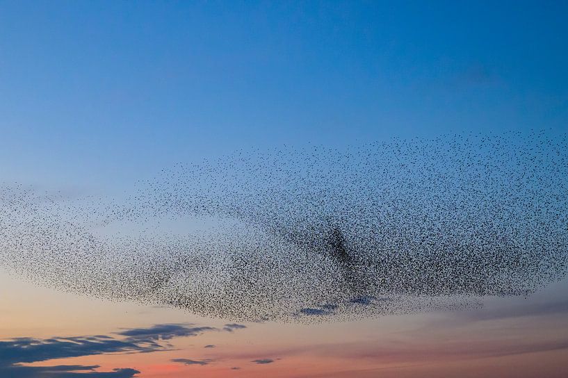 Spreeuwenwolk tijdens zonsondergang van Sjoerd van der Wal Fotografie
