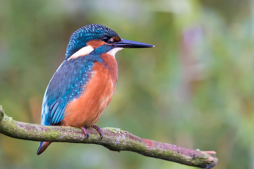Eisvogel auf Ast von René van der Horst