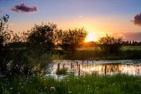 Sommerabend am Wasser mit blühenden Schwanenblumen