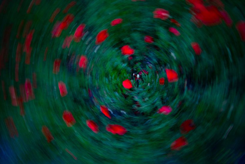 Mohnblumen im Kreis von peterheinspictures