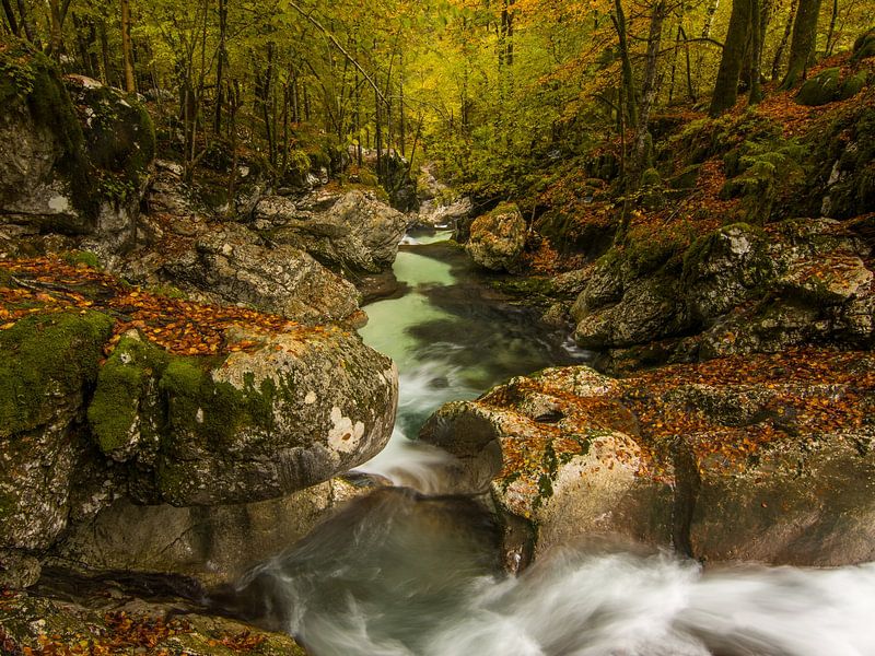 Rivière claire dans une forêt en automne en Slovénie par Gunther Cleemput