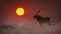 Oryx au lever du soleil