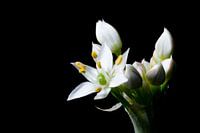 Close up von Knoblauch - Schnittlauch-Blume (Allium tuberosum)