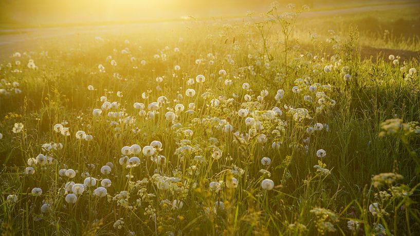 Paardenbloemen en ochtenddauw  par Dirk van Egmond