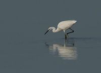 Little egret