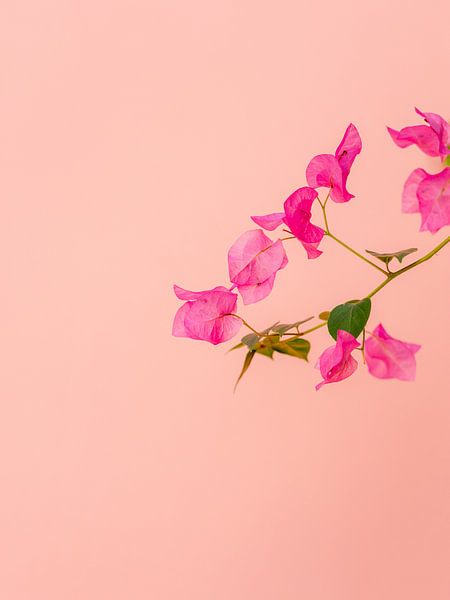 Rosa Blumen Griechenland von HelloHappylife