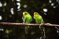 Schöne gelb-grüne Sittiche