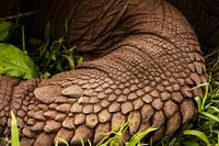 Detail der Majestät