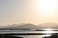 Ibiza | Vol de flamants roses | Salines | Coucher de soleil