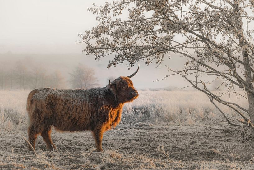 Scottish Highlander in winter by Ans Bastiaanssen