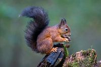 Eichhörnchen im Wald (3)