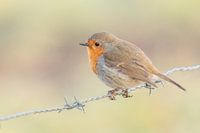 verträumtes Rotkehlchen