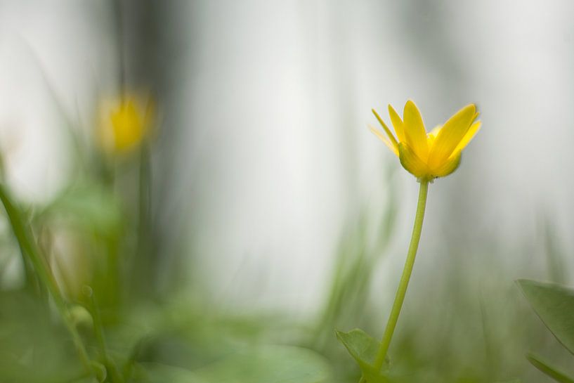 Speenkruid by Aukje Ploeg