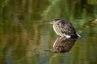 Reiher auf dem Wasser