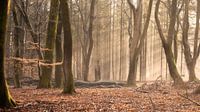 Sonnenstrahlen im Speulderbos