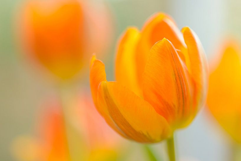 Geel oranje tulpen  von Gonnie van de Schans
