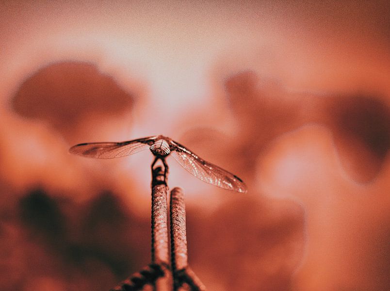 Fly me to the moon von Erica Kuiper