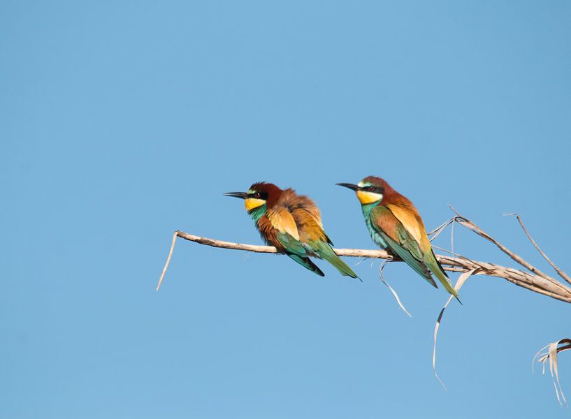 Guêpiers d'Europe par Bert Snijder