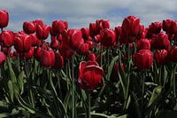 tulpen