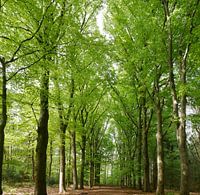 Avenue des hêtres au printemps.