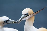 l'amour, c'est partager une plume