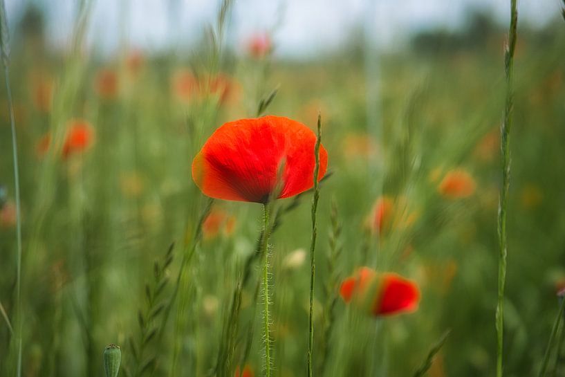 Coquelicot aux pétales rouges par Martin Köbsch