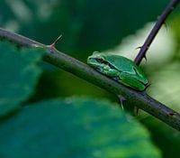 Tree frog