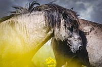 Wild koniks horse