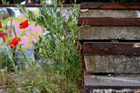 Old rusty stairs with poppies