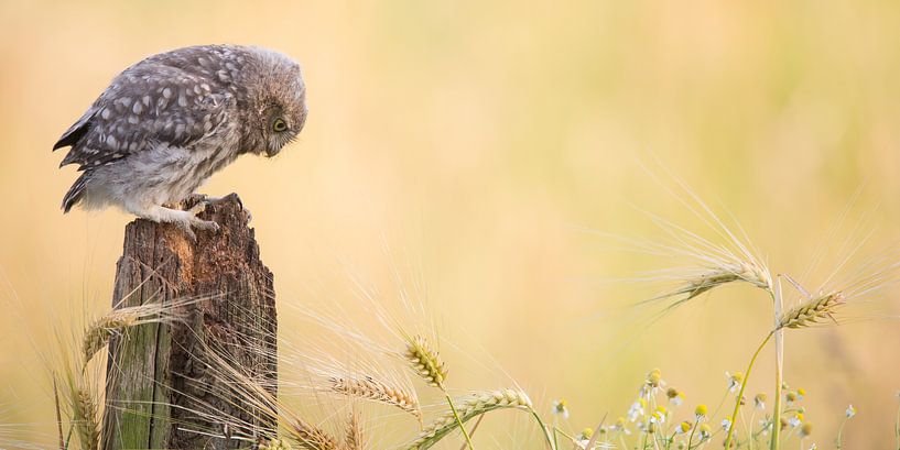 Jeune chouette chevêche dans un paysage de céréales par Kris Hermans