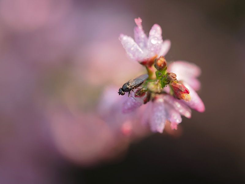 Une mouche sur la lande fleurie par Astrid Brouwers