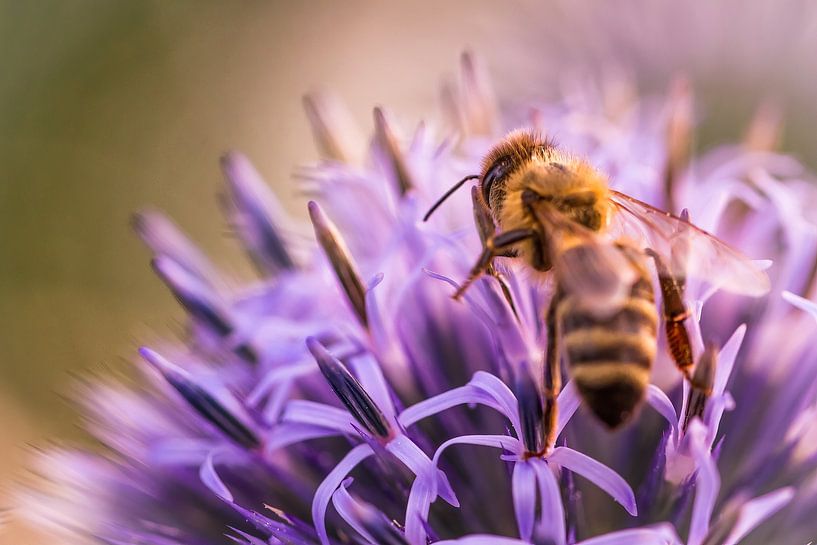 Abeille laborieuse sur chardon boule par Daniela Beyer