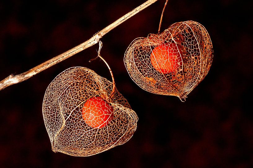 Physalis (zwarte achtergrond) van Orangefield-images