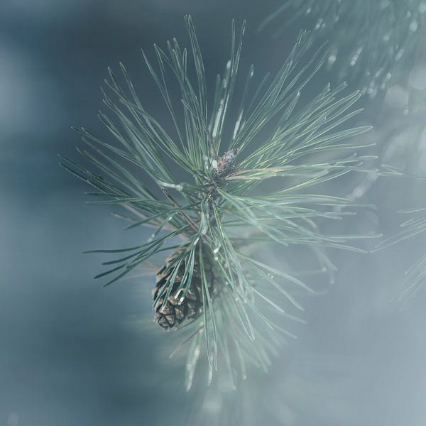 Pomme de pin en hiver par Anouschka Hendriks
