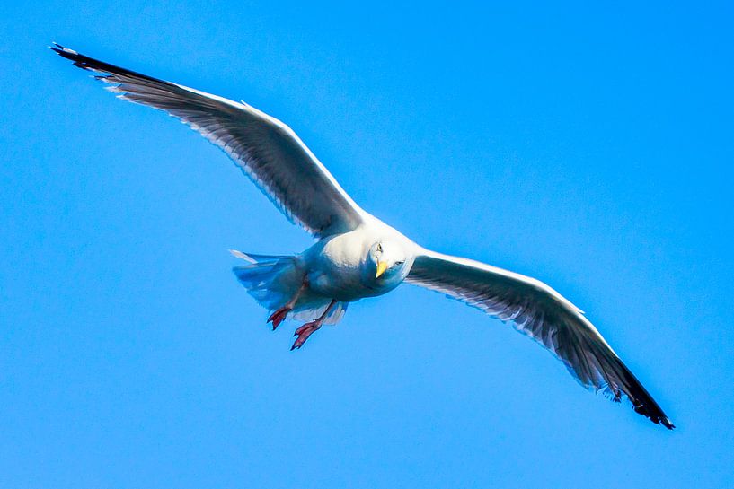 Seagulls on Texel by Liberty Biesma
