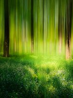 Scène de forêt rêveuse