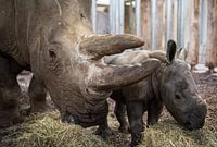 Klein neushoornjong naast haar moeder
