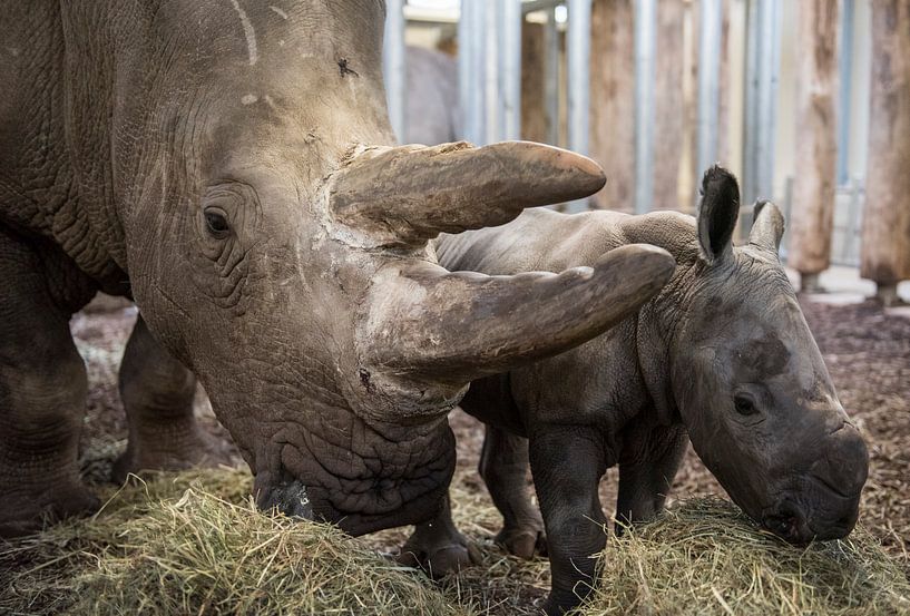 Klein neushoornjong naast haar moeder von Rob Herstel