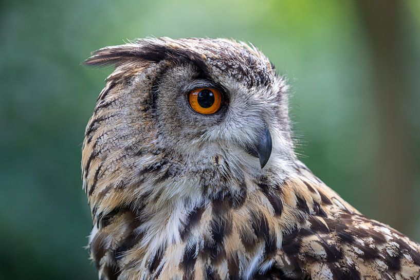 Uhu-Eule von Marlies Smits