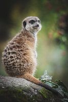 Portrait of a meerkat