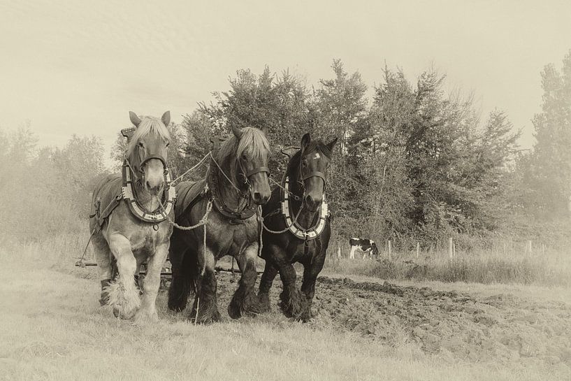 Charrues à chevaux de trait par Bram van Broekhoven