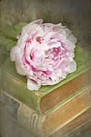 vintage roos op een stapeltje van oude boeken